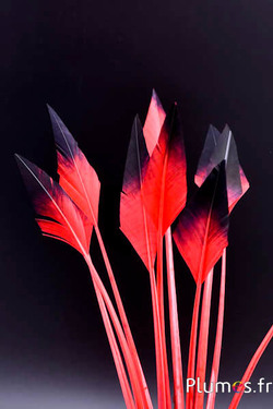 Cigno freccia - 28-33 cm - rosso-nero